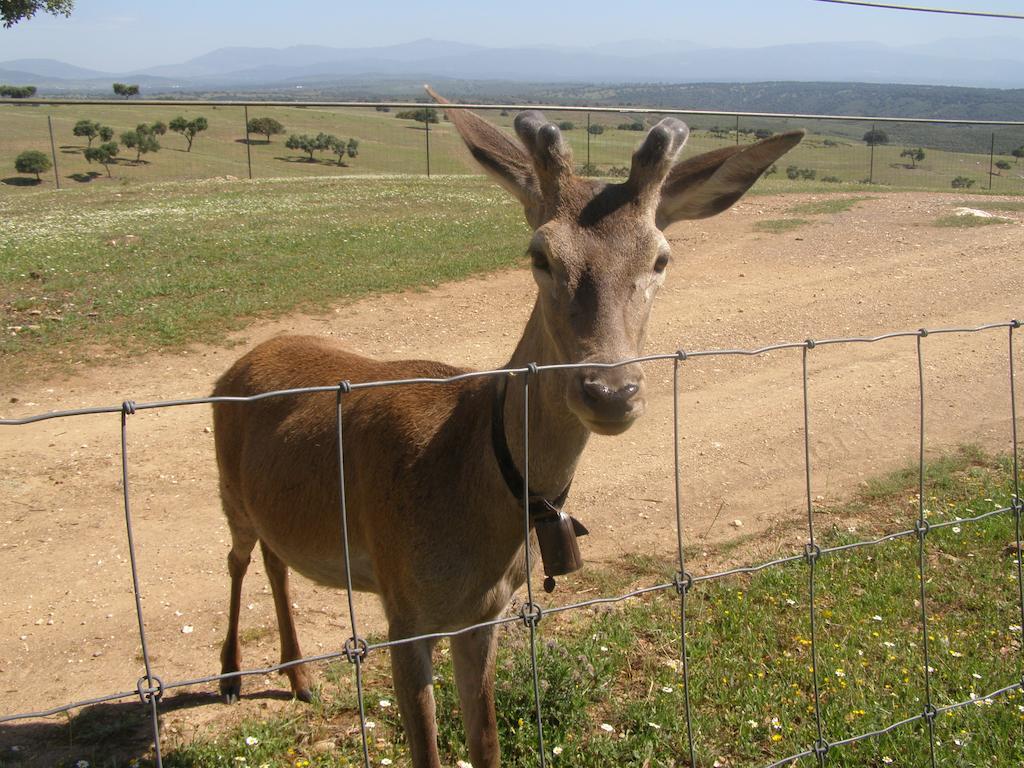 Casa Rural La Sierra De Monfraguee 马尔帕蒂达德普拉森 外观 照片